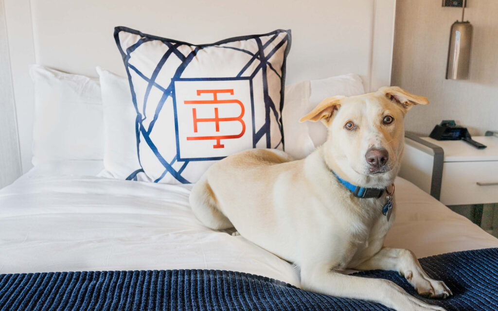 dog sitting on blue and white bed