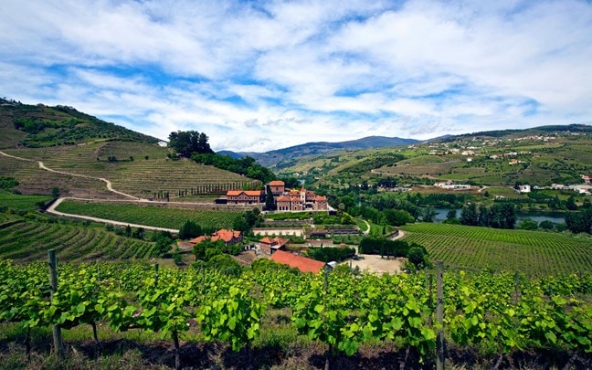 Exterior Panorama of rolling green vineyard